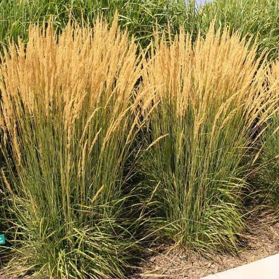 CALAMAGROSTIS acutiflora...