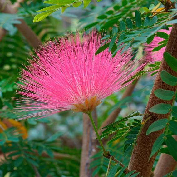 CALLIANDRA surinamensis...