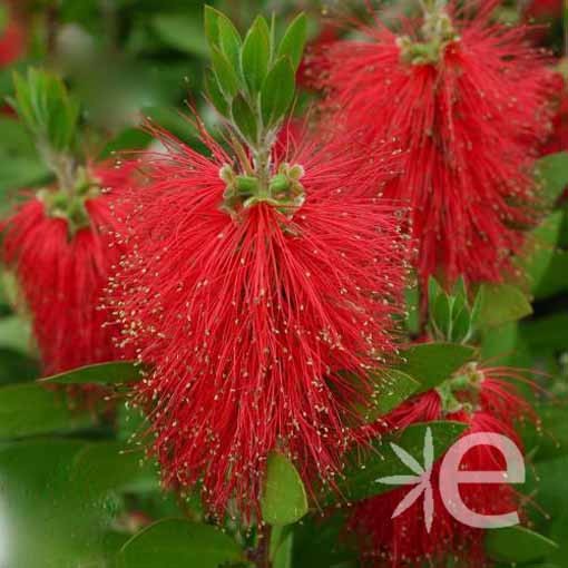 CALLISTEMON laevis H.120...