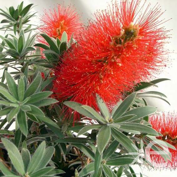 CALLISTEMON masotti Mini...