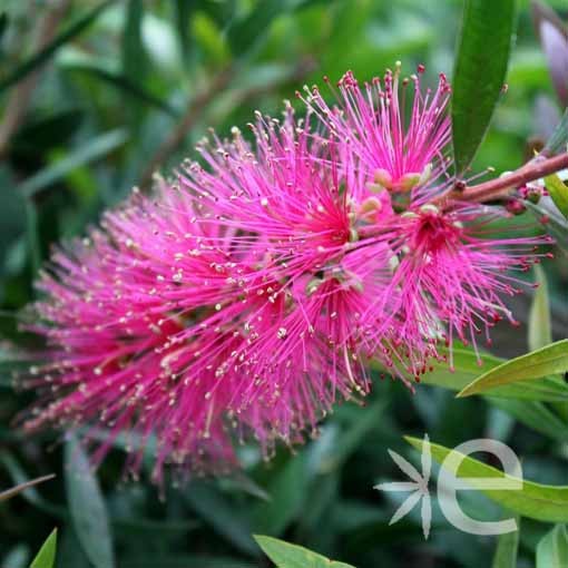 CALLISTEMON viminalis Hot...