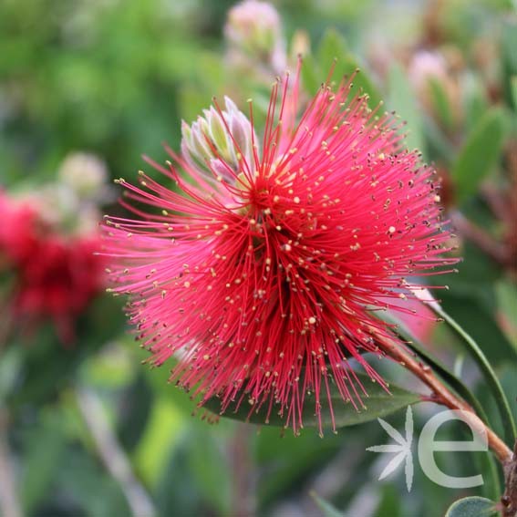 CALLISTEMON laevis Inferno®...