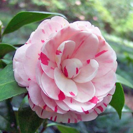 CAMELLIA japonica Angela...