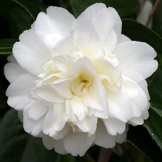 CAMELLIA japonica Baby sis...