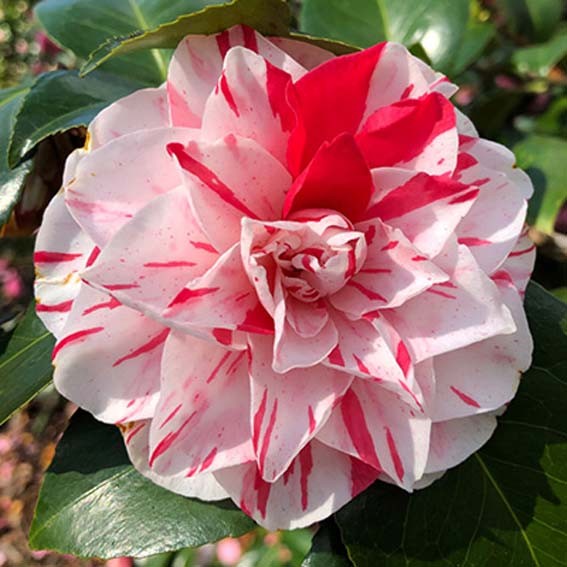 CAMELLIA japonica Bicolor...