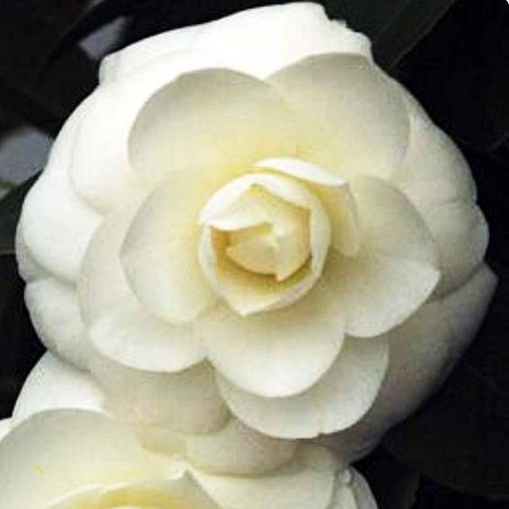 CAMELIA japonica Blanca CTR 3L