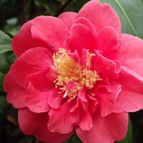 CAMELIA japonica Blood of...