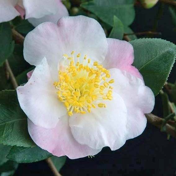 CAMELIA japonica Cinnamon...