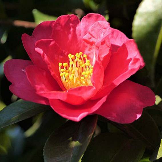 CAMELIA japonica Dr king...