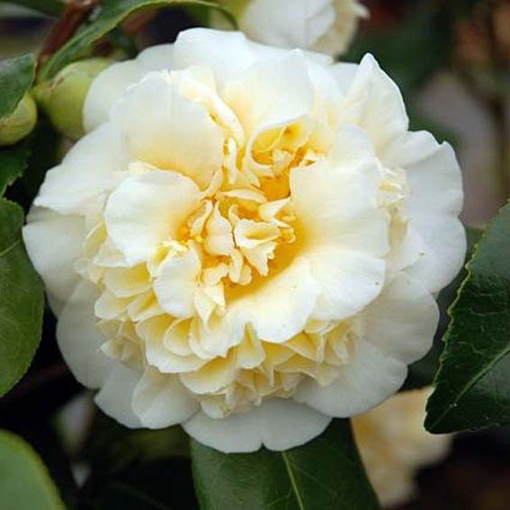 CAMELIA japonica Jury's...