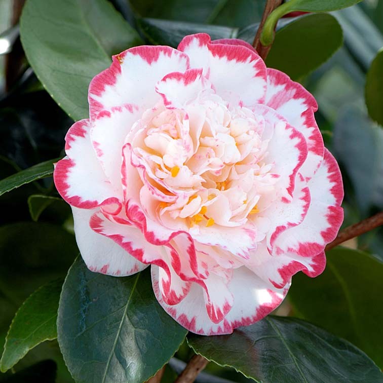 CAMELIA japonica Margaret...