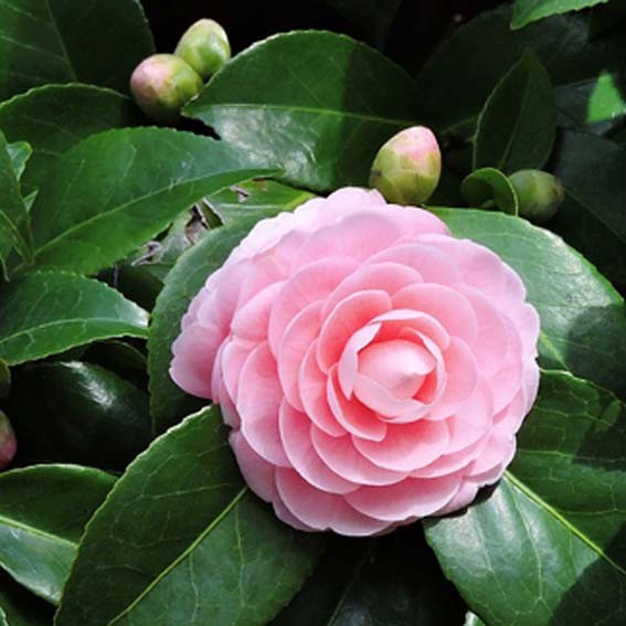 CAMELIA japonica Mrs...