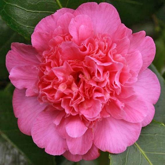 CAMELIA japonica Preston...