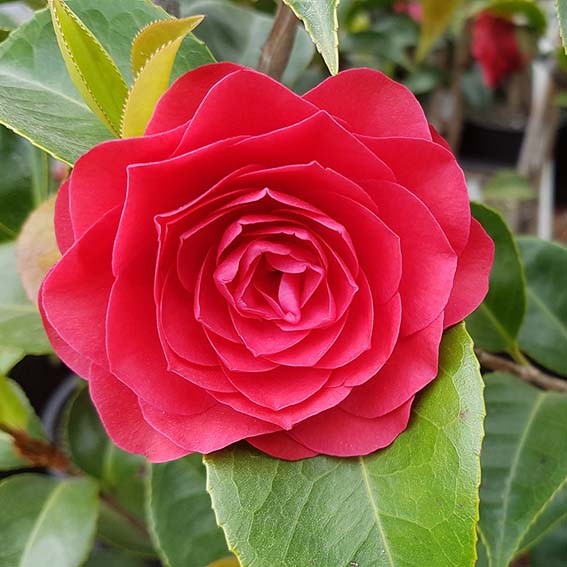 CAMELIA japonica Roger hall...