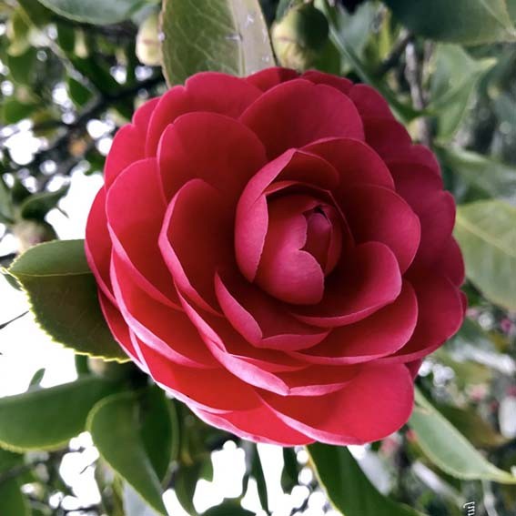 CAMELIA japonica Roja CTR 3L