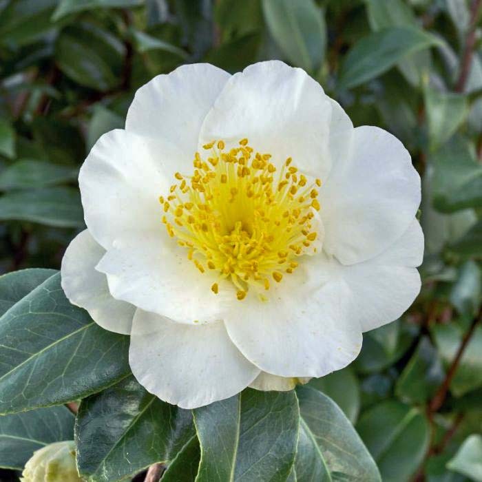 CAMELIA japonica Silver...