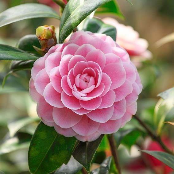 CAMELIA japonica Virginia...