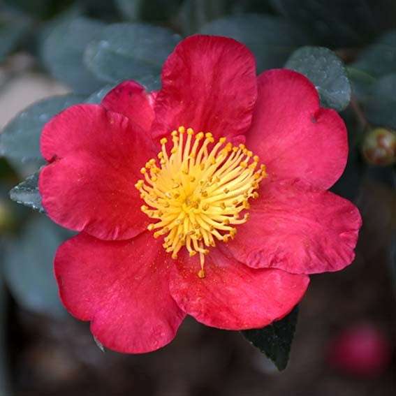 CAMELIA sasanqua Yuletide...