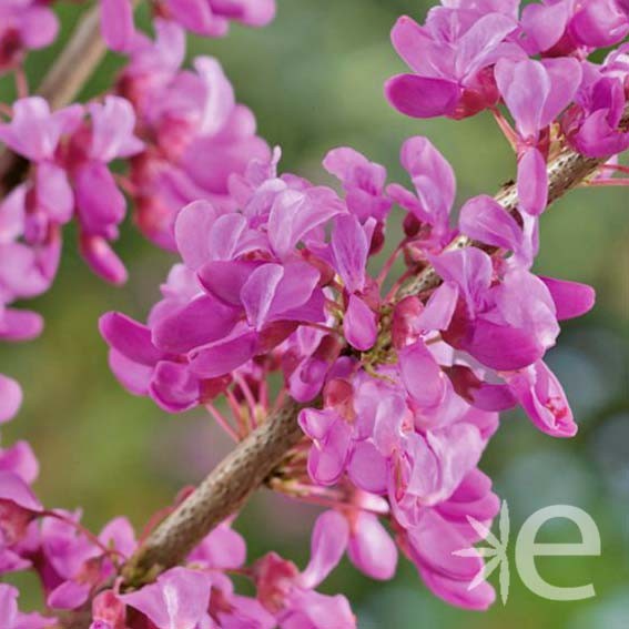 CERCIS canadensis Forest...