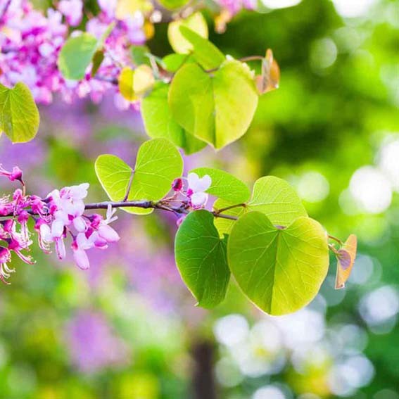 CERCIS siliquastrum CTR 3L...