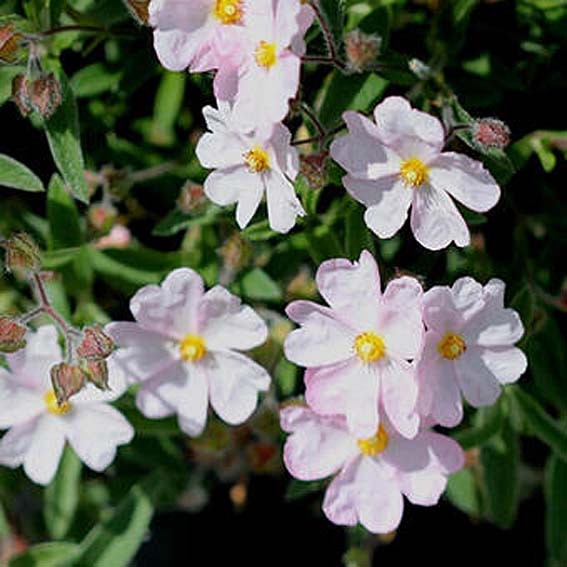 CISTUS Skanbergii CTR 3L