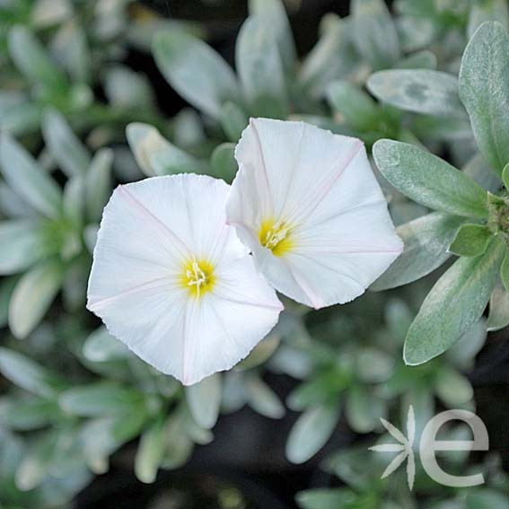 CONVOLVULUS cneorum CTR 3L