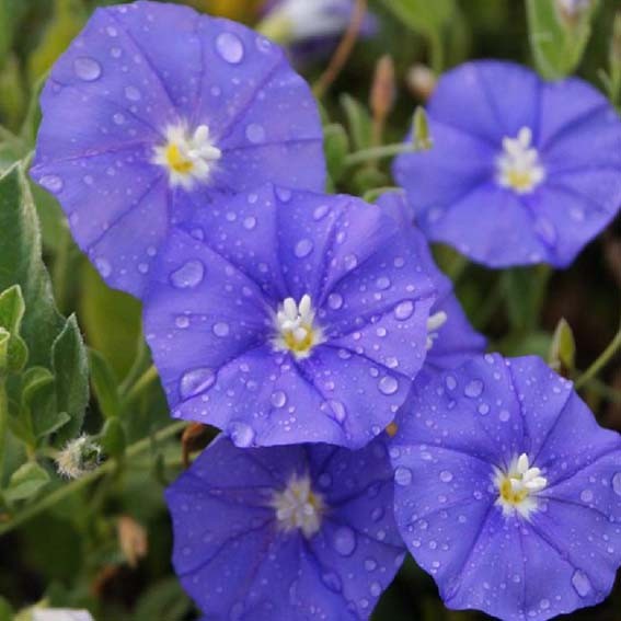 CONVOLVULUS mauritanicus...