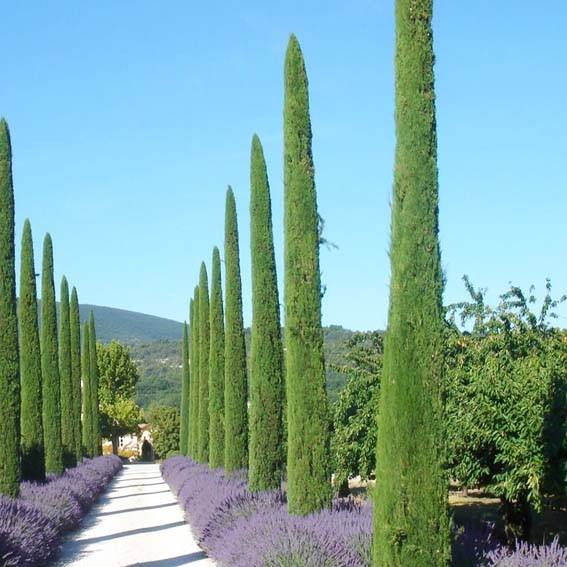 CUPRESSUS sempervirens...