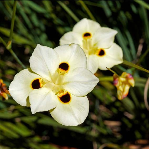 DIETES bicolor CTR 3L