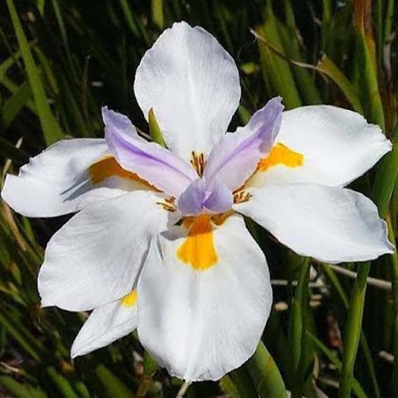 DIETES grandiflora CTR 3L