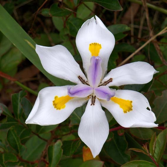 DIETES lena drop CTR 3L