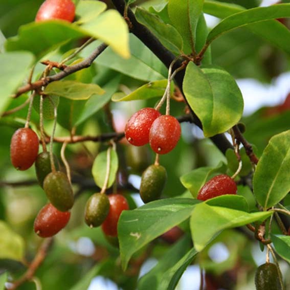 ELAEAGNUS x ebbengei...