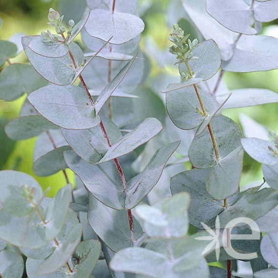 EUCALYPTUS gunnii H.140 CTR...