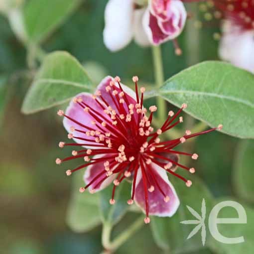 FEIJOA sellowiana CTR 7L...