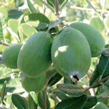 FEIJOA sellowiana Coolidge...