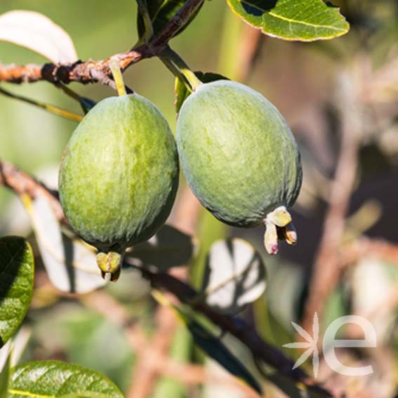 FEIJOA sellowiana Gemini...