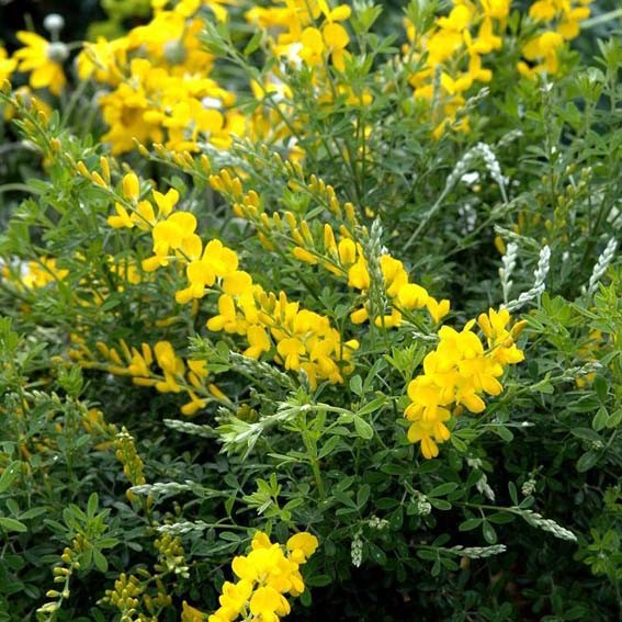 GENISTA racemosa CTR 3L