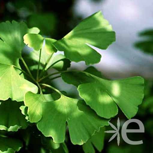 GINKGO biloba CTR 10L