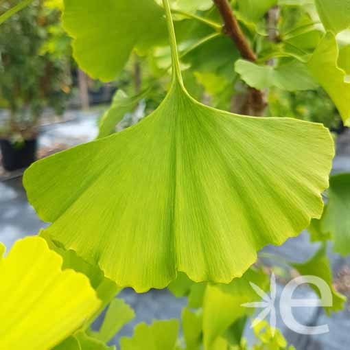 GINKGO biloba Blagon(r) CTR...