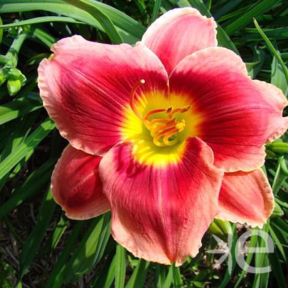 HEMEROCALLIS Key to my...