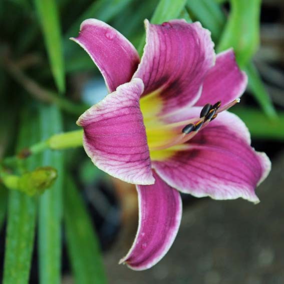 HEMEROCALLIS Little missy...