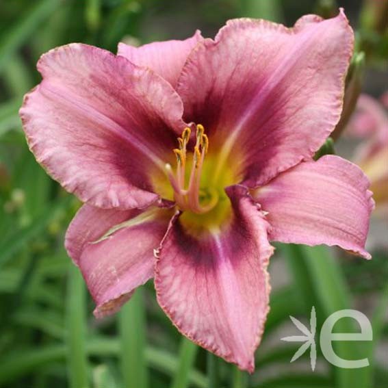 HEMEROCALLIS Purple bicolor...