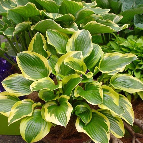 HOSTA Queen josephine CTR 3L