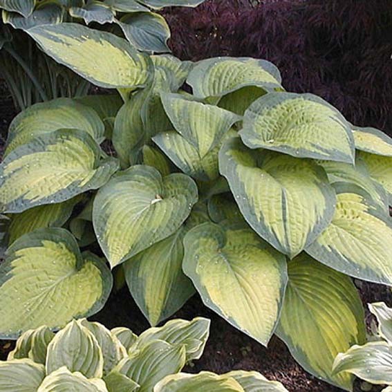 HOSTA Paul glory CTR 3L