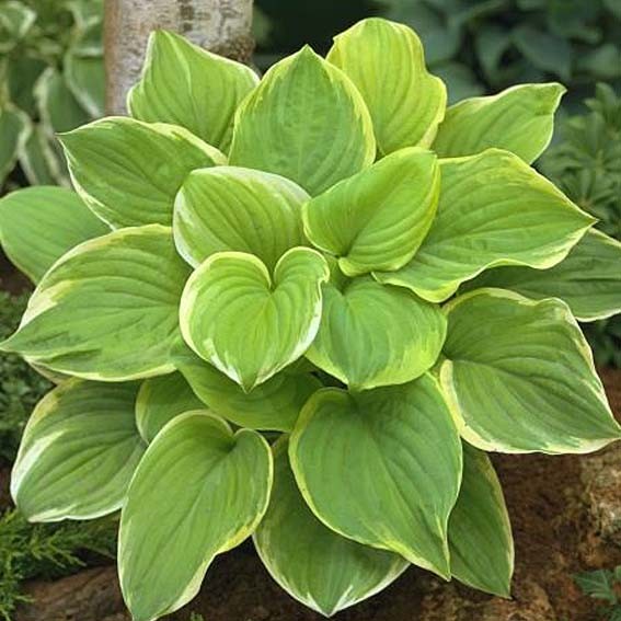 HOSTA Fragrans bouquet CTR 3L