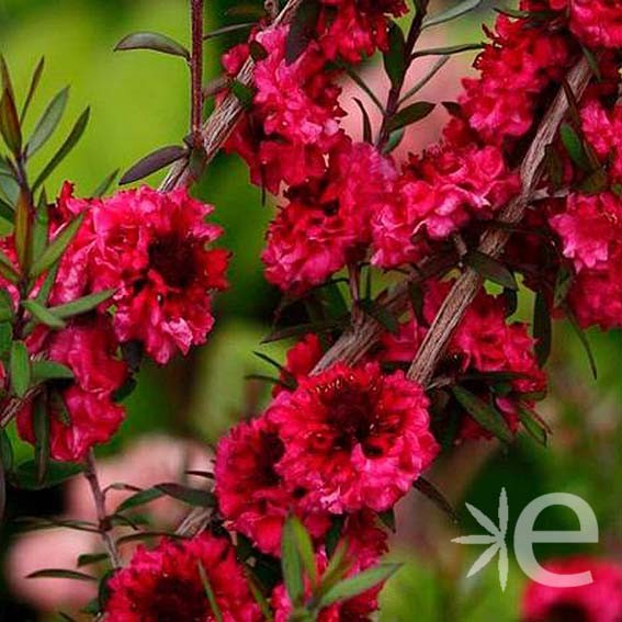 LEPTOSPERMUM scoparium...