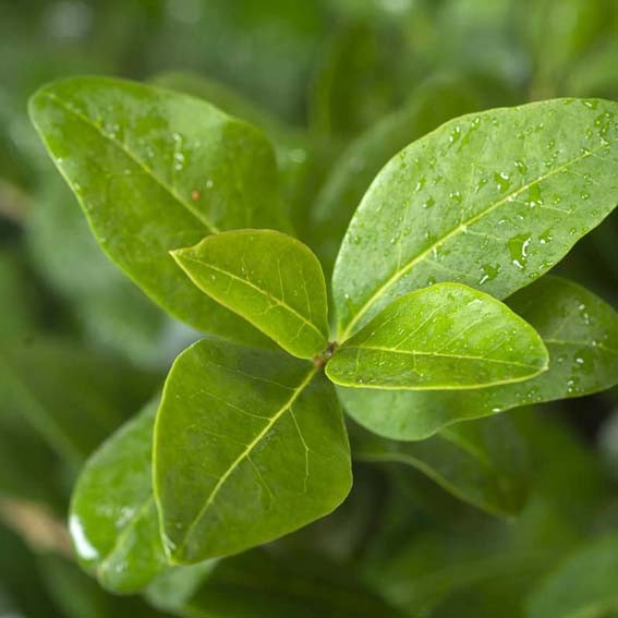 LIGUSTRUM ovalifolium Green...