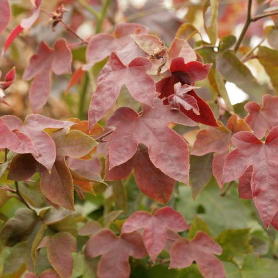 LIQUIDAMBAR formosana Ellen...