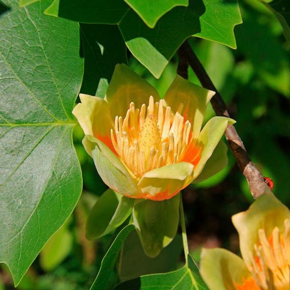 LIRIODENDRON tulipifera CTR...