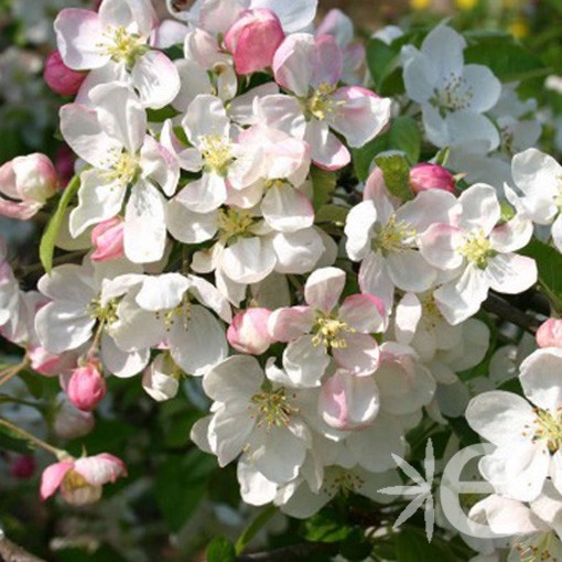 MALUS x Everest ® CTR 6L